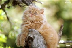 Golden Pushi Cat Climb on tree