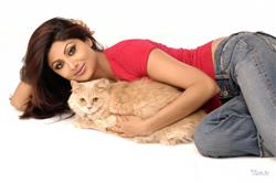 Shilpa Shetty with a Cat Stylish Wallpaper  
