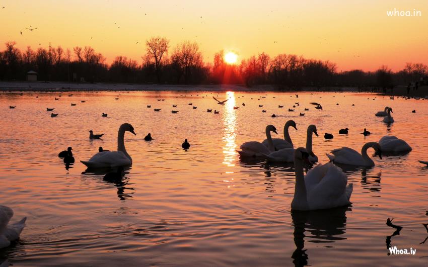 Amazing Sunset With White Swan Wallpaper