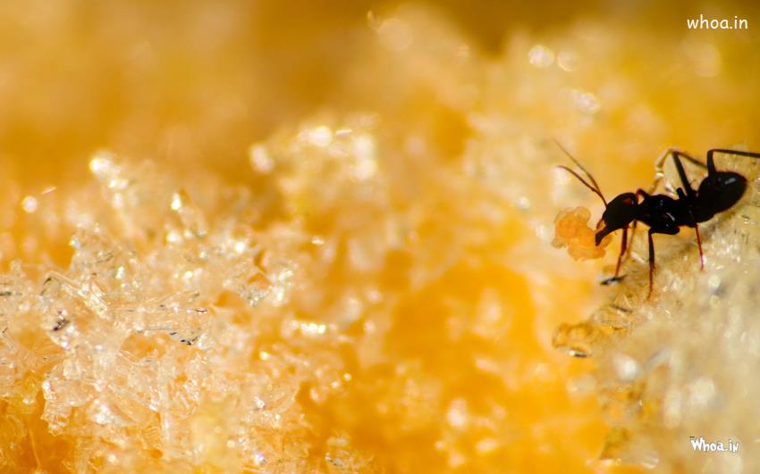 Ant Eating Sugar Wallpaper