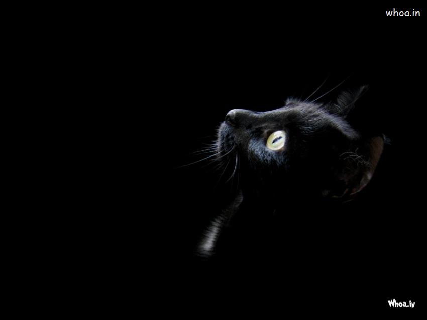 Black Cat Dark Background Wallpapers