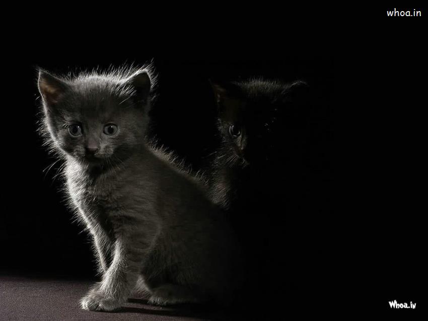 Cats In Dark Background Wallpaper