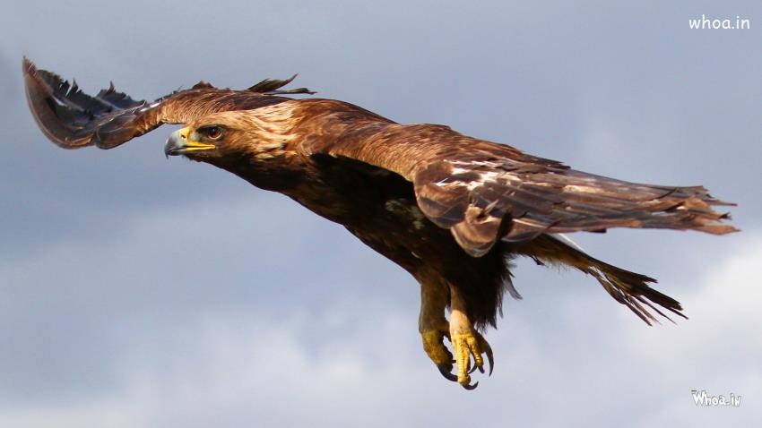 Close Up View Of Flying Eagle