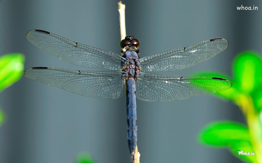 Closeup Blue Dragonfly Wallpaper HD