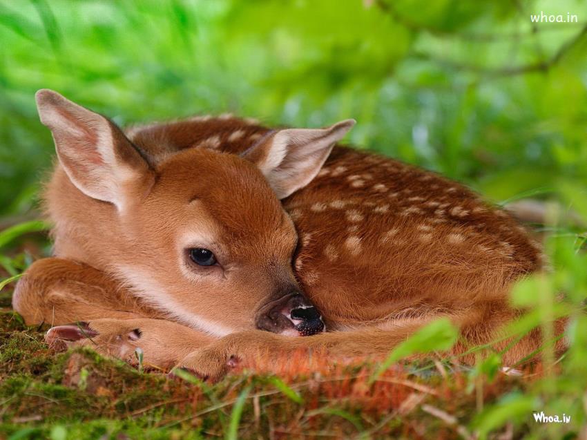 Cute Baby Deer Hd Wallpapers