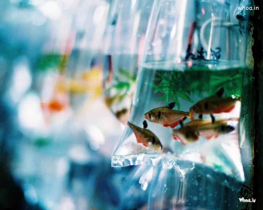 Fish On Plastic Bags Wallpaper