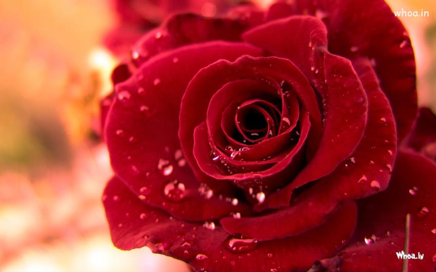 Fresh Red Rose Love