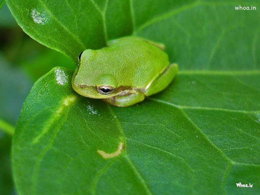 Frog Sitting On Leaf Wallpaper