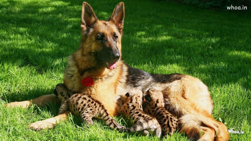 German Shepherd Puppies With Mom