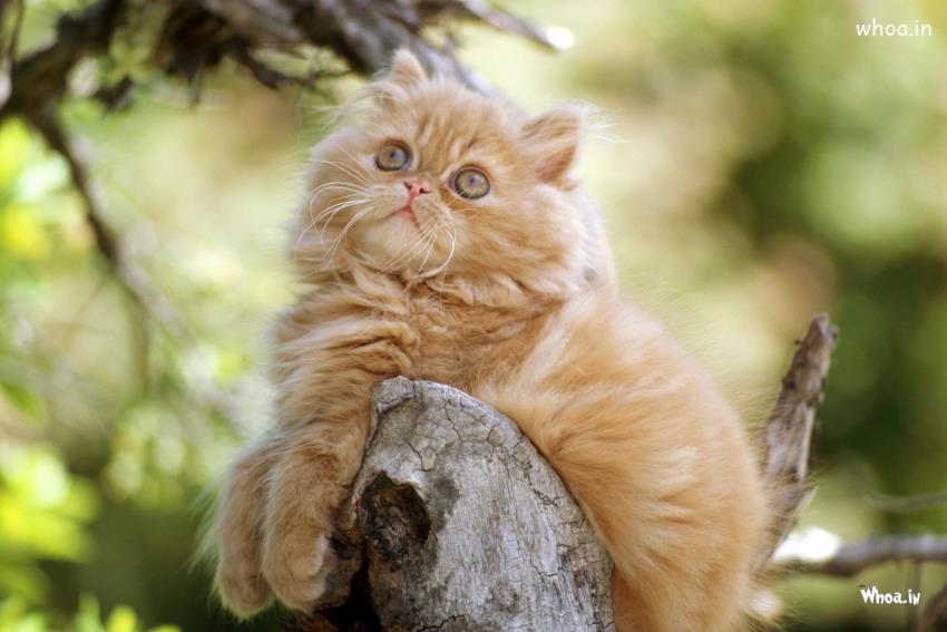 Golden Pushi Cat Climb On Tree