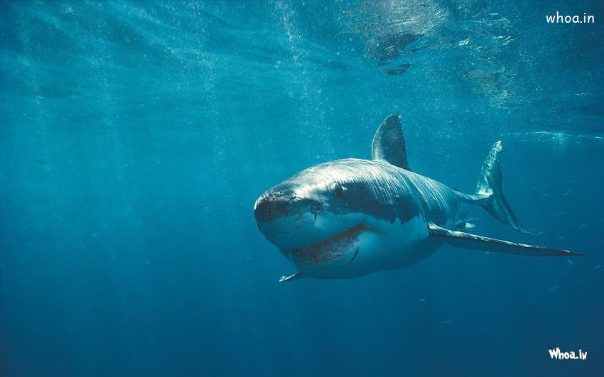 Great White Shark HD Wallpapers