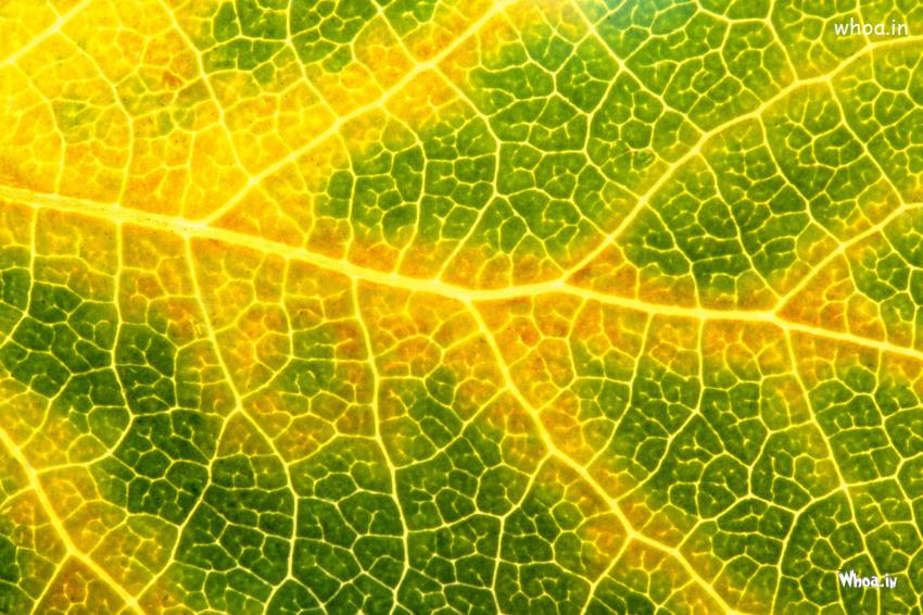 Green And Yellow Leaf Desktop Wallpaper