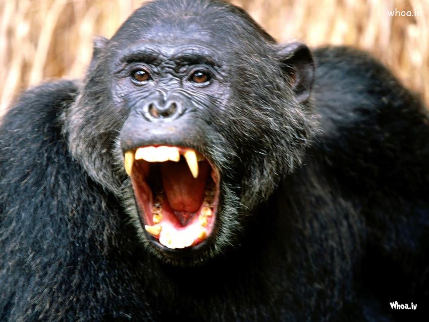 Image Of Roaring Gorilla