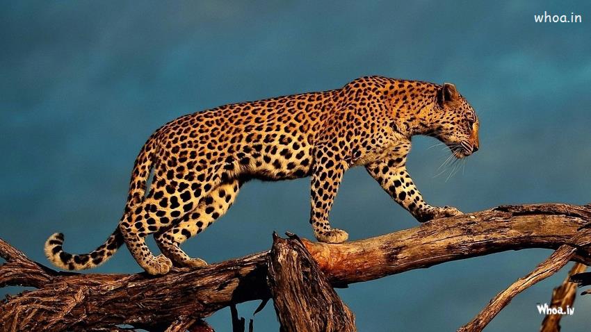 Leopard Walking On Tree Branch