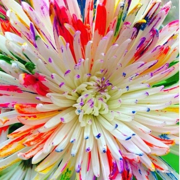 Multicolored Flower Wallpaper