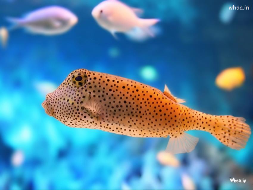 Orange Sea Fish Wallpapers