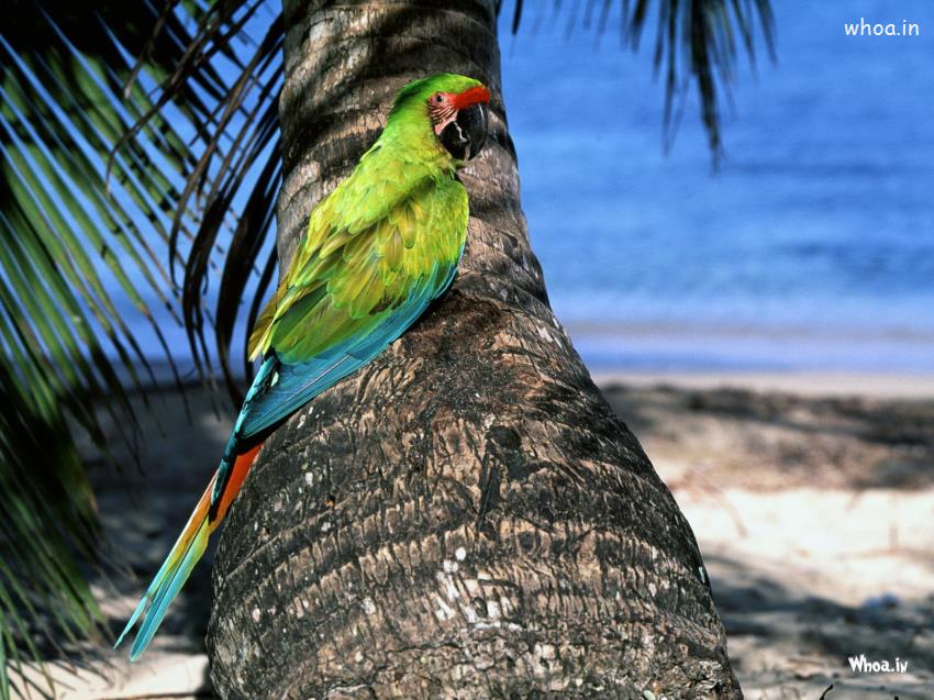Parrot Sitting On Tree Wallpaper