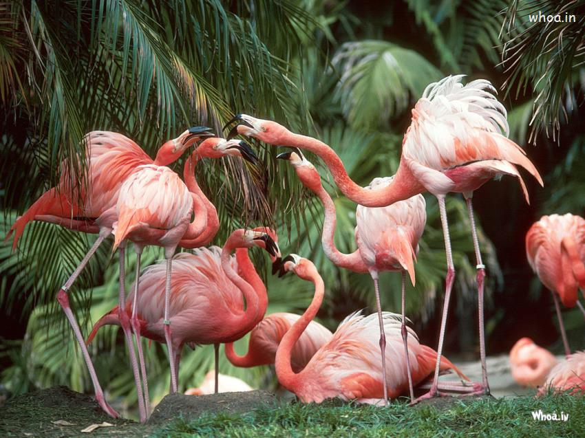 Pink Flamingo Birds Wallpaper HD