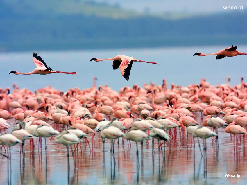 Pink Flamingo Birds Wallpapers