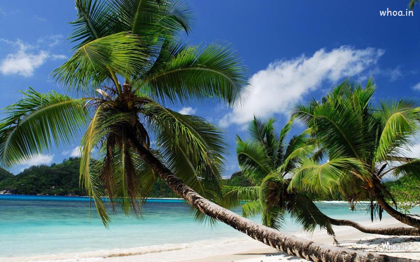 Real Natural Sea View With A Coconut Tree