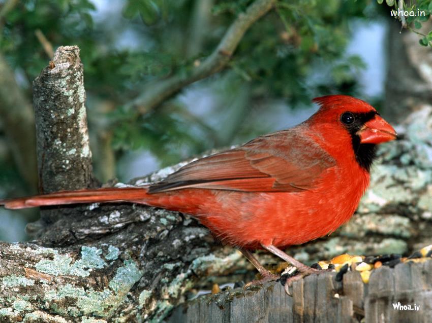 Red Northen Cardinal Wallpapers