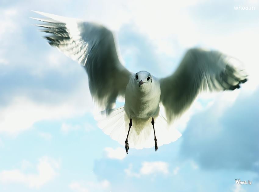 Seagull Flying Wallpaper HD