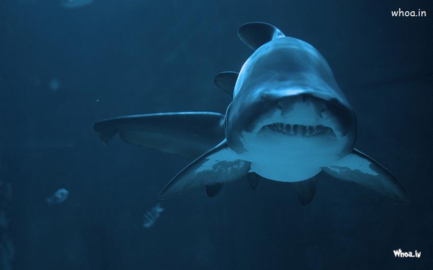 Shark Underwater Wide Wallpaper