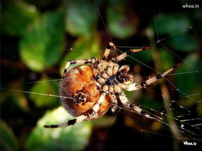 Spider Building Web Wallpaper HD