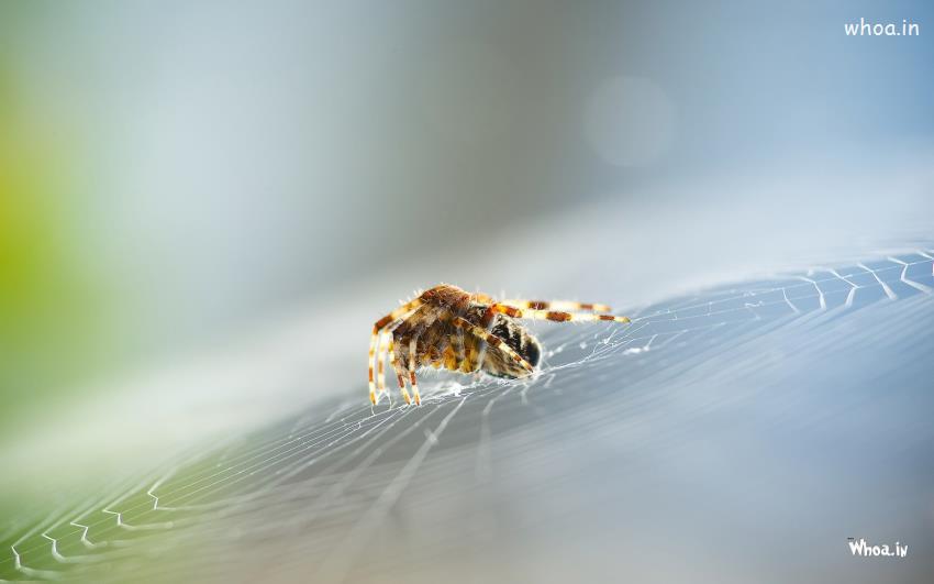 Spider Building Web Wallpaper