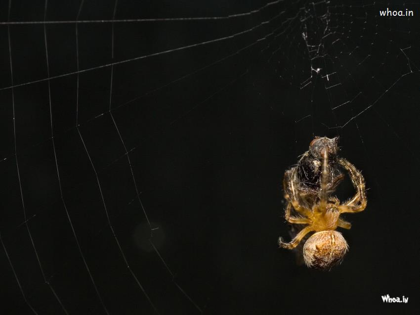 Spider In Web Wallpaper