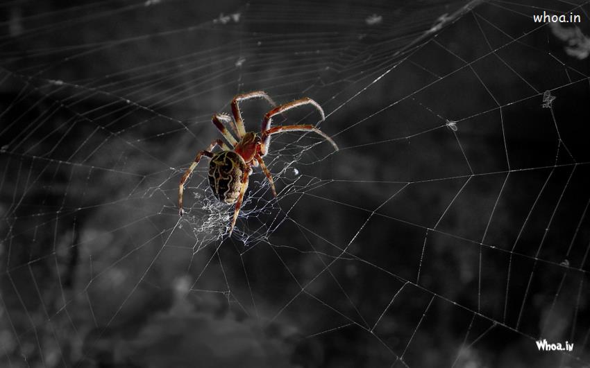 Spider On Web Wallpaper