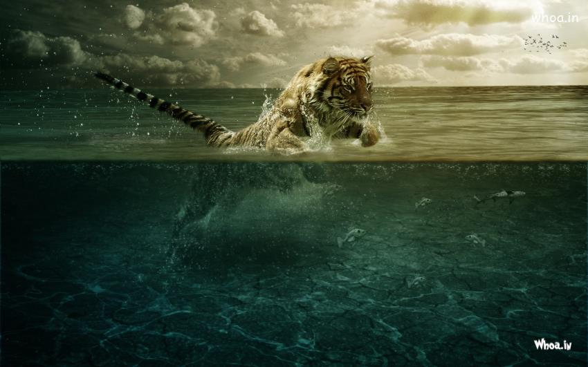 Tiger Leap In The Water Wallpaper