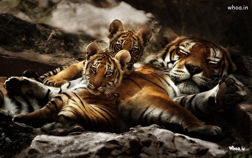 Tiger Sleeping With His Cubs Desktop Wallpaper HD