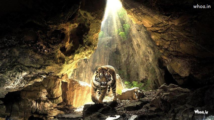 Tiger Walking In A Cave Wallpaper
