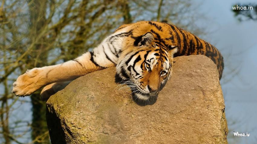 Tiger On A Rock Wallpaper