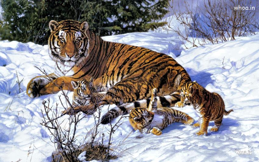 Tiger With His Cubs In Winter Wallpaper