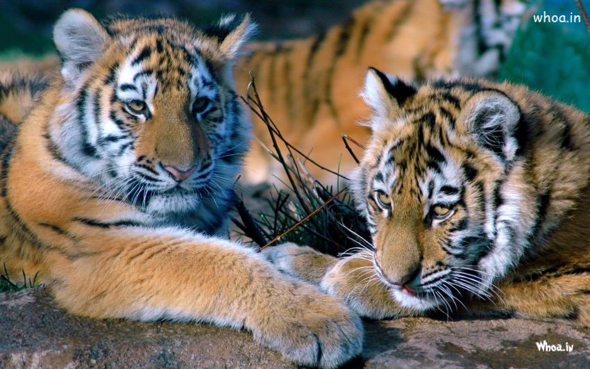 Tigers Taking Rest Wallpapers