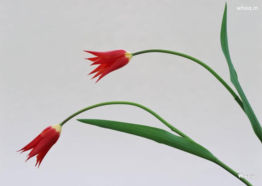 Tulip Flowers Desktop Wallpapers HD