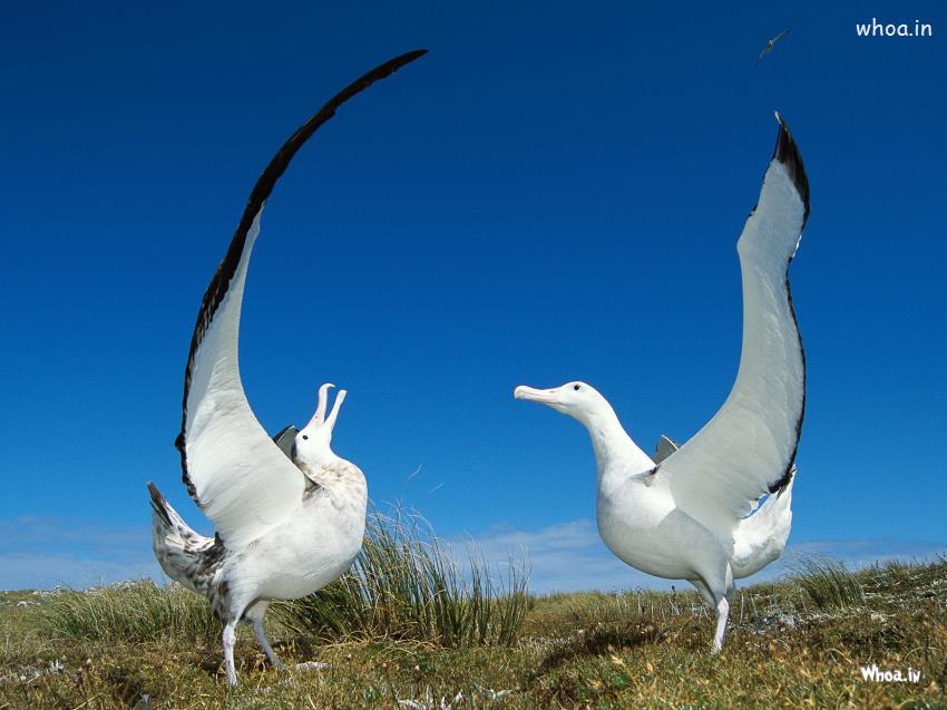 Wandering Albatross Birds Wallpaper