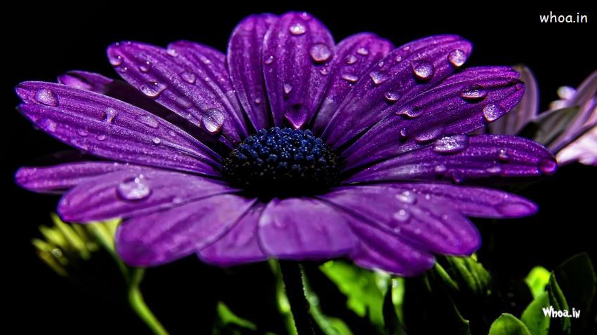 Water Drops On Purple Flower Wallpaper