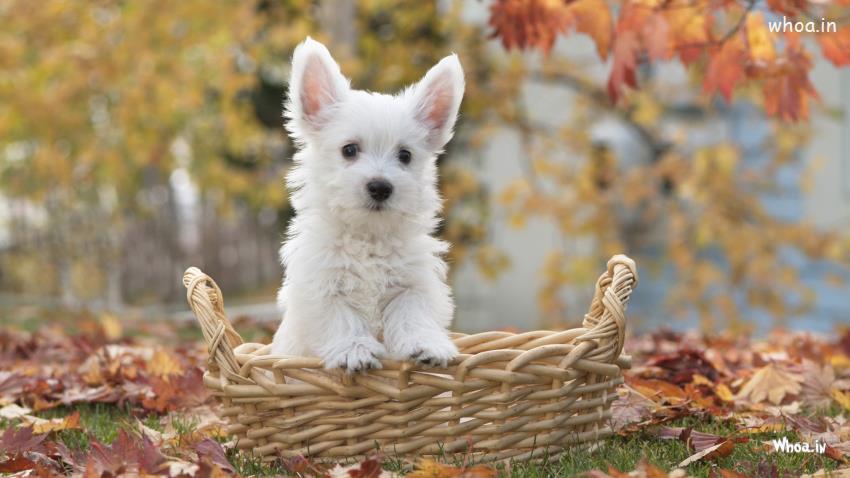 White Cute Puppy In Basket Wallpaper