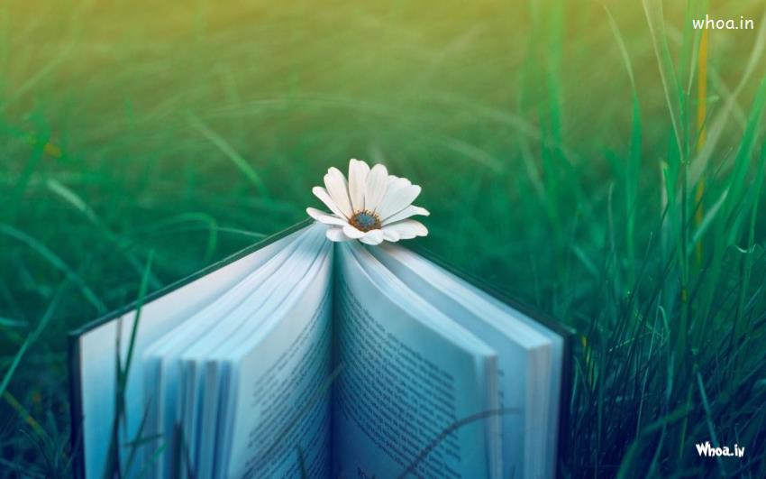 White Flower Between Pages Of A Book