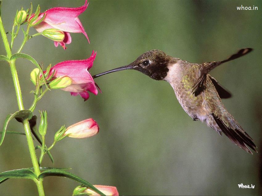 Widescreen Hummingbird Wallpaper HD