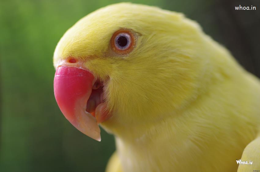 Yellow Parrot Face Close Up Wallpaper