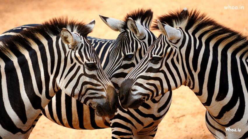 Zebras Of South Africa Wallpaper