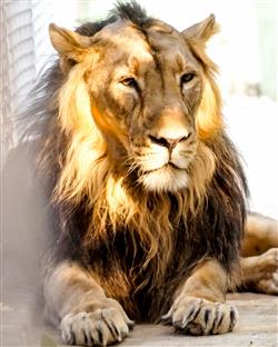 Lion In Zoo, Animals Photography 