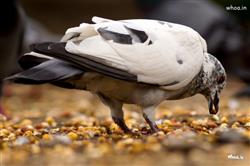 Natural wallpaper, Good Photoshoot collection of Dove eating food