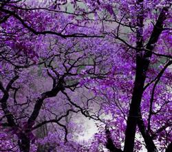 Purple Flowers Tree HD Wallpaper