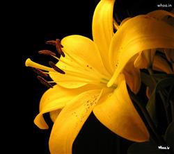 Yellow Flower HD Wallpaper