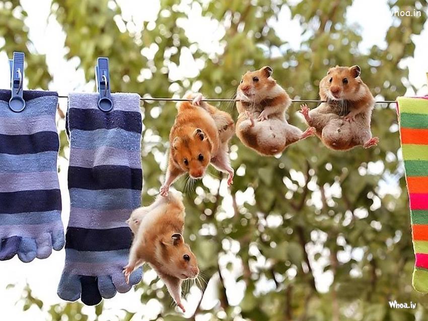 4 Hamsters Hanging HD Animal Fun Wallpaper